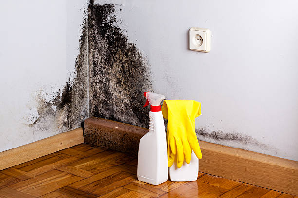 Best Mold Remediation for Rental Properties  in Lwa, CA